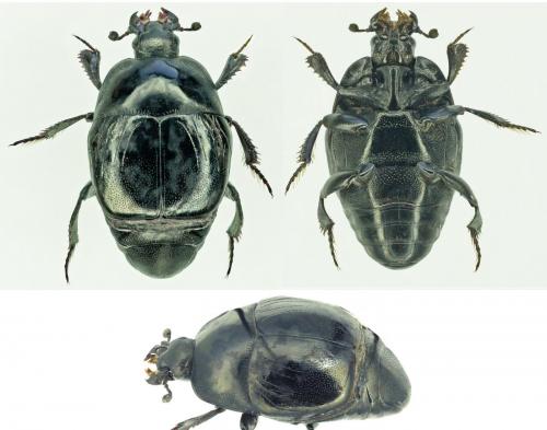 Saprinus acuminatus